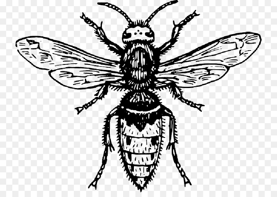 Abeille，Insecte PNG