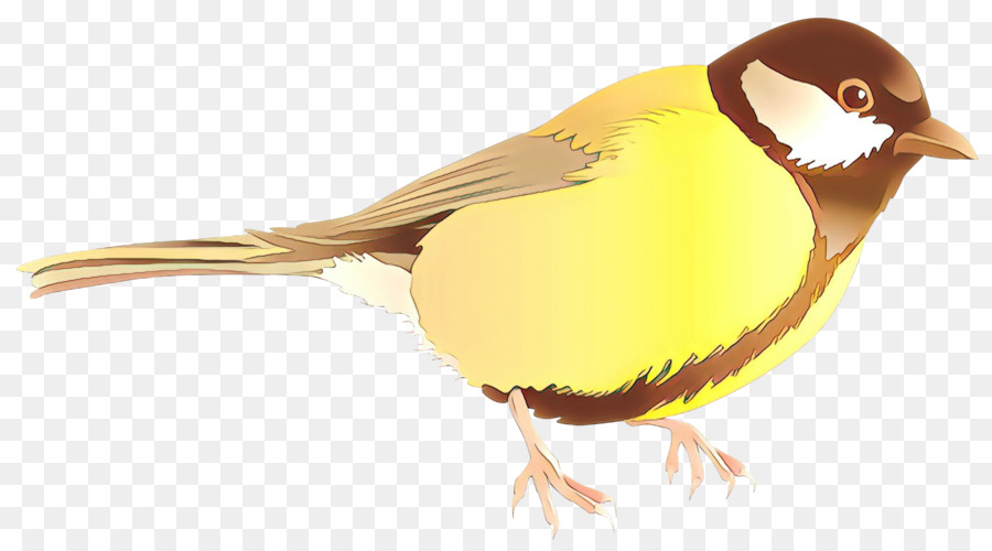 Petit Oiseau，Plumes PNG