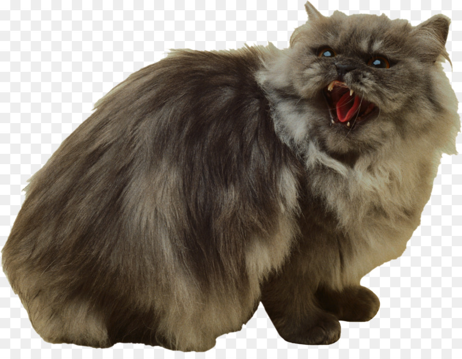 Chat Moelleux，Animal De Compagnie PNG