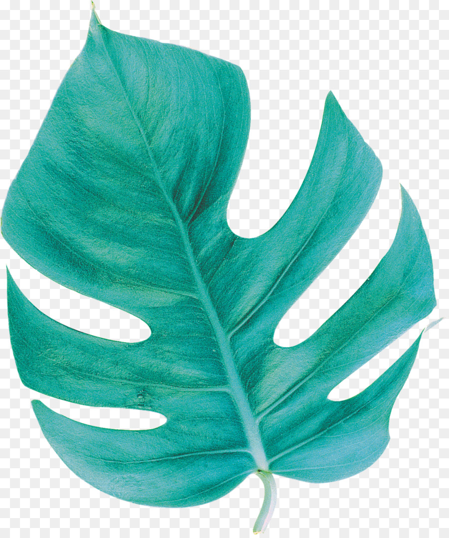 Feuille De Monstera，Usine PNG