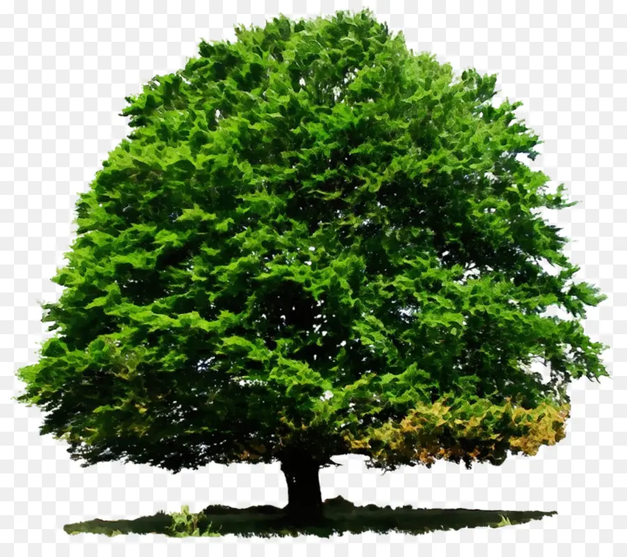 Arbre，Feuilles PNG