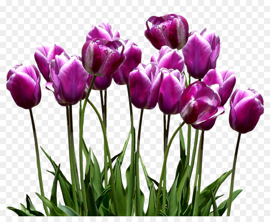 Tulipe Violette，Printemps PNG