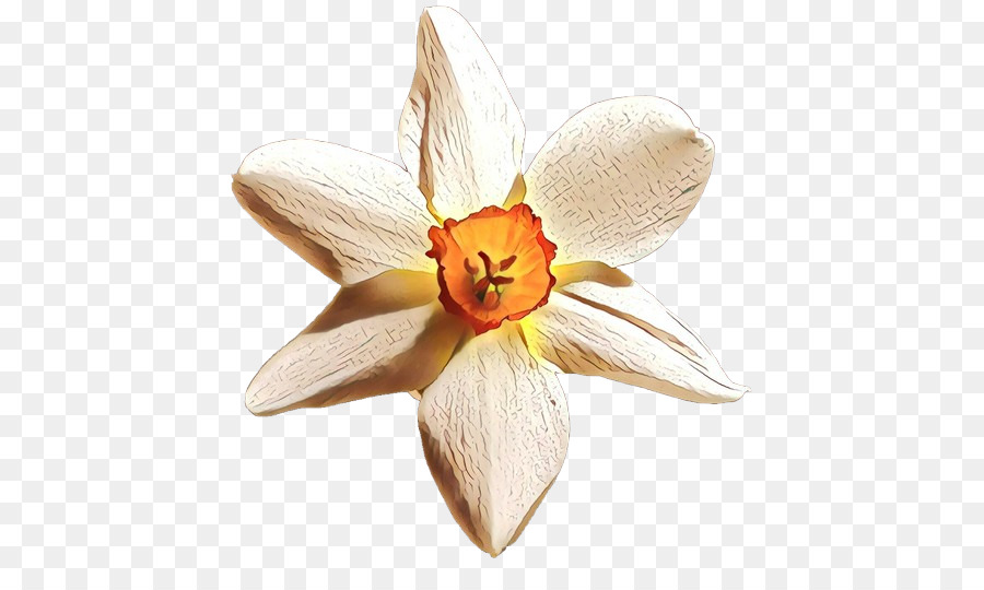 Orchidée Blanche，Floraison PNG