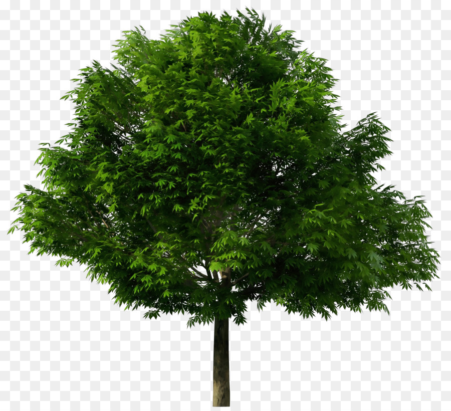 Arbre Vert，Usine PNG