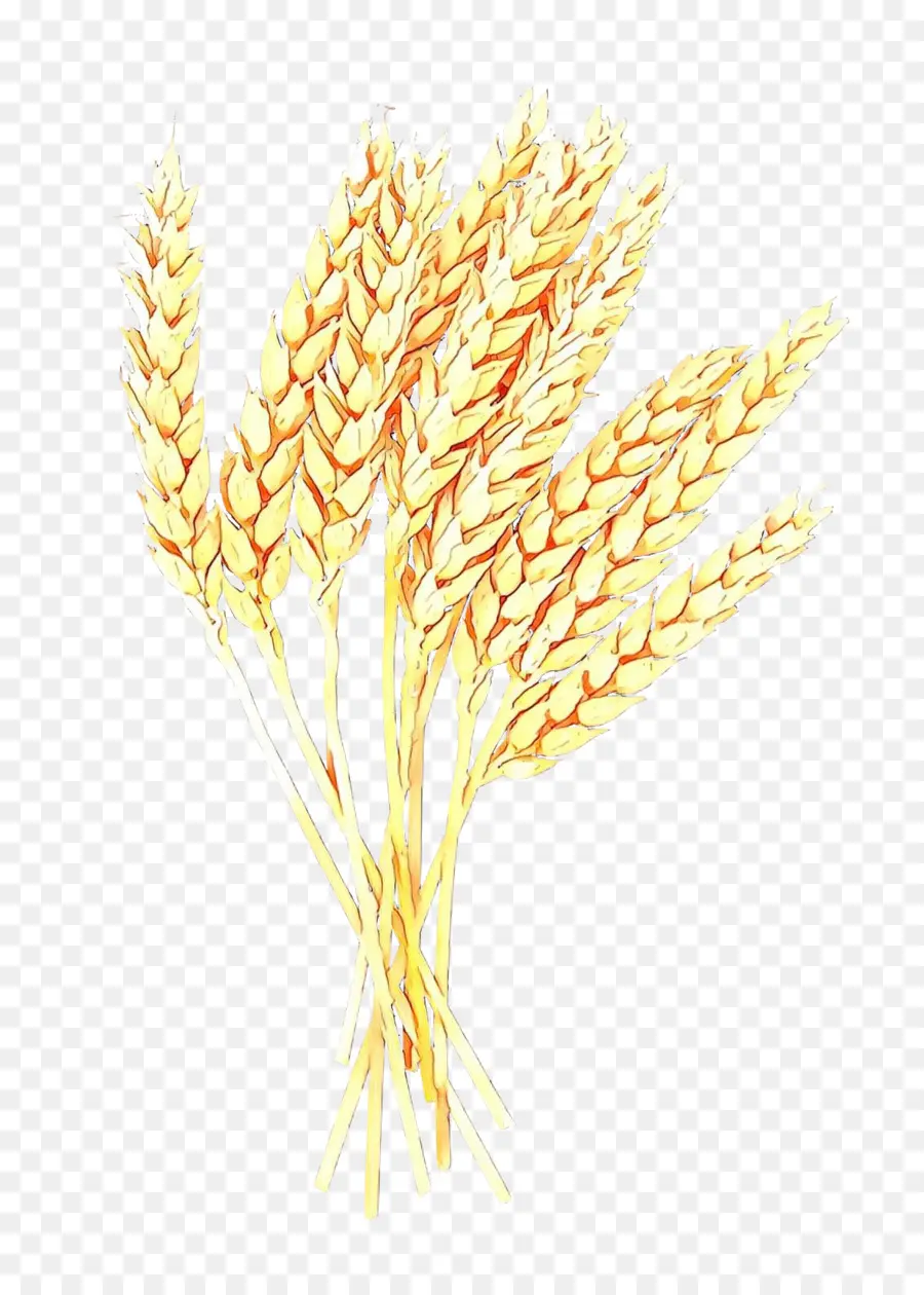 Blé Doré，Grain PNG