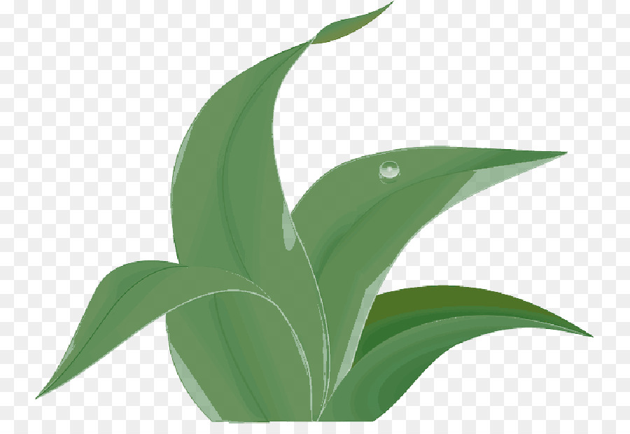 Feuilles Vertes，Feuillage PNG