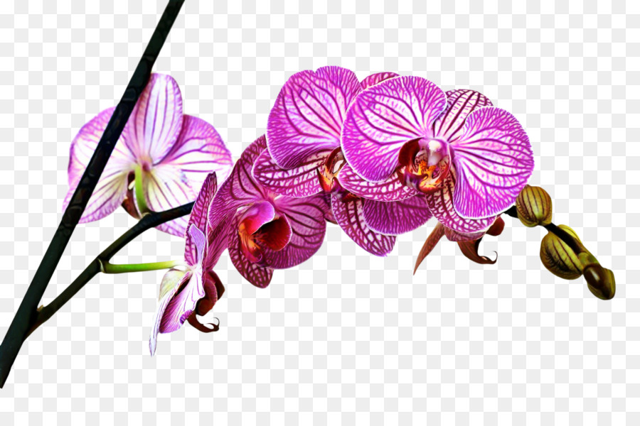 Orchidée Rouge，Usine PNG