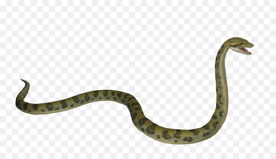 Serpent De Dessin Animé，Vert PNG