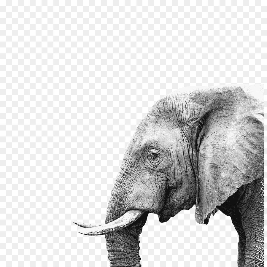 Éléphant En équilibre，éléphant PNG