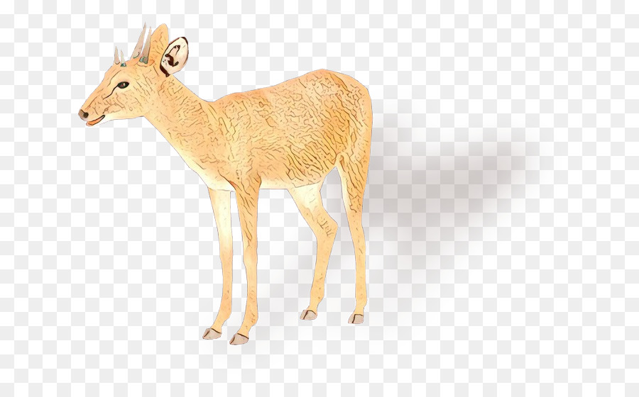 Whitetailed Cerf，Cerf PNG