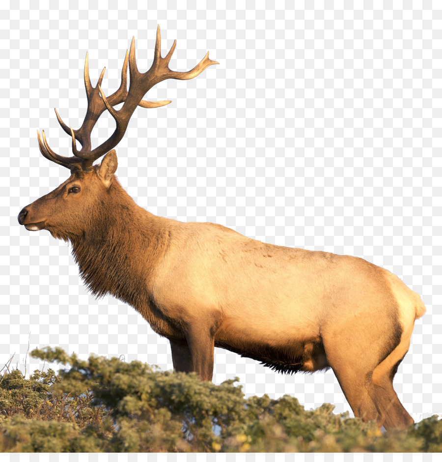 Elk，Cerf PNG