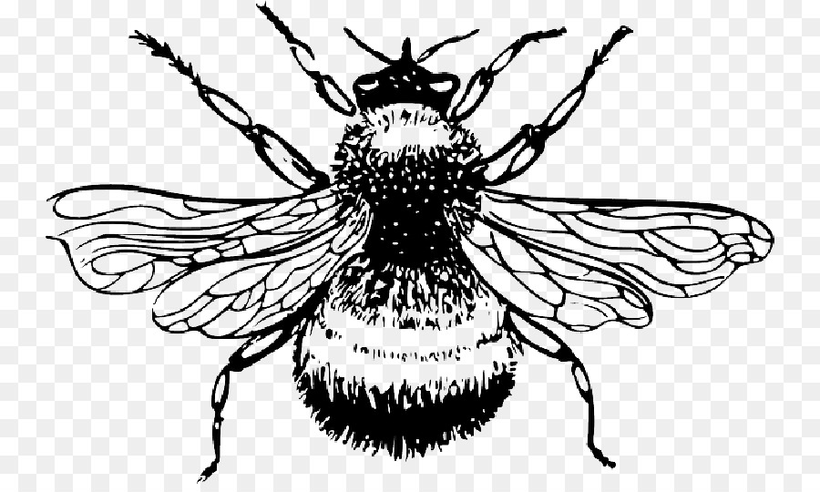 Abeille，Insecte PNG