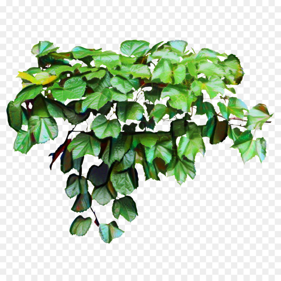 Plante Verte，Feuilles PNG