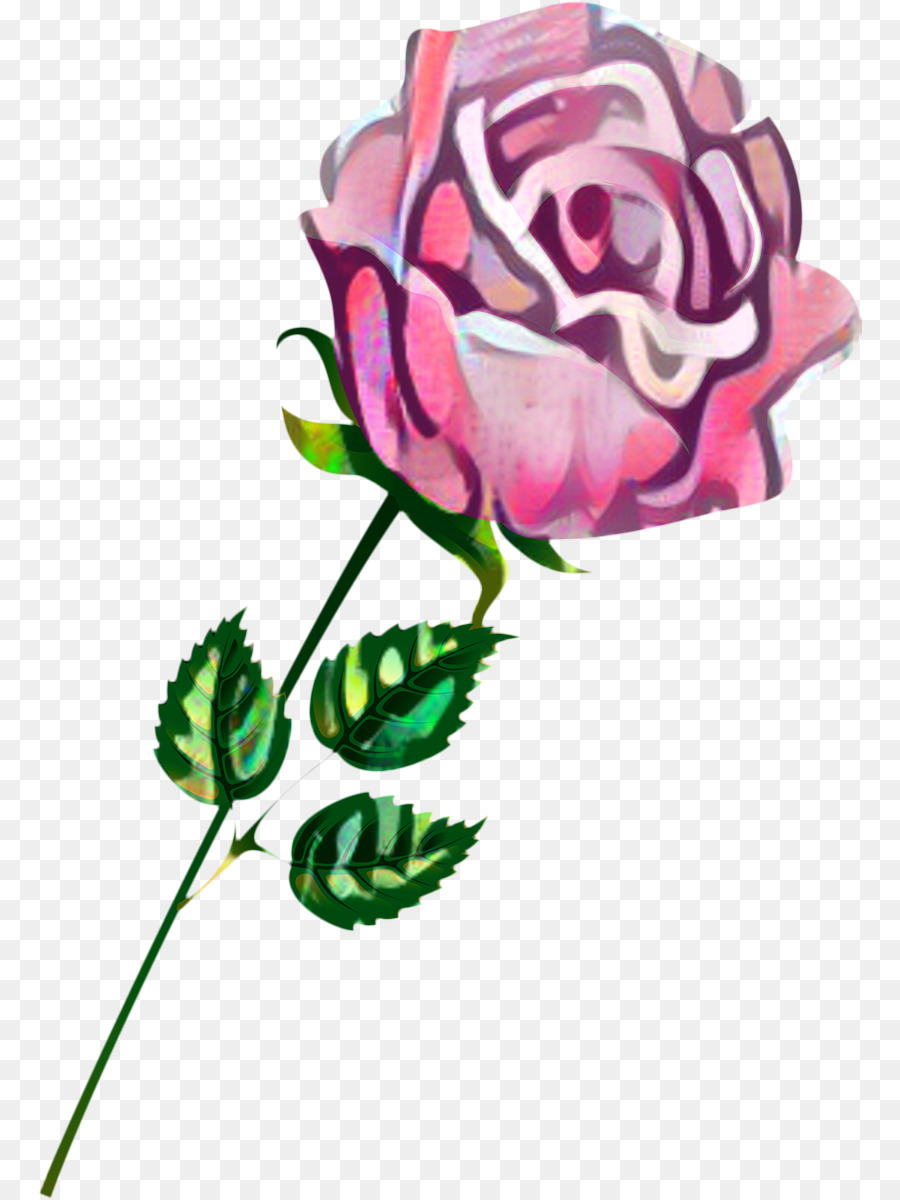 Rose Rose，Floraison PNG