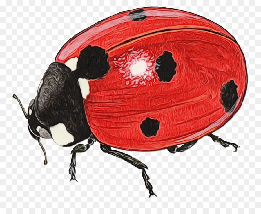 Des Casques De Vélo，Lady Bird PNG