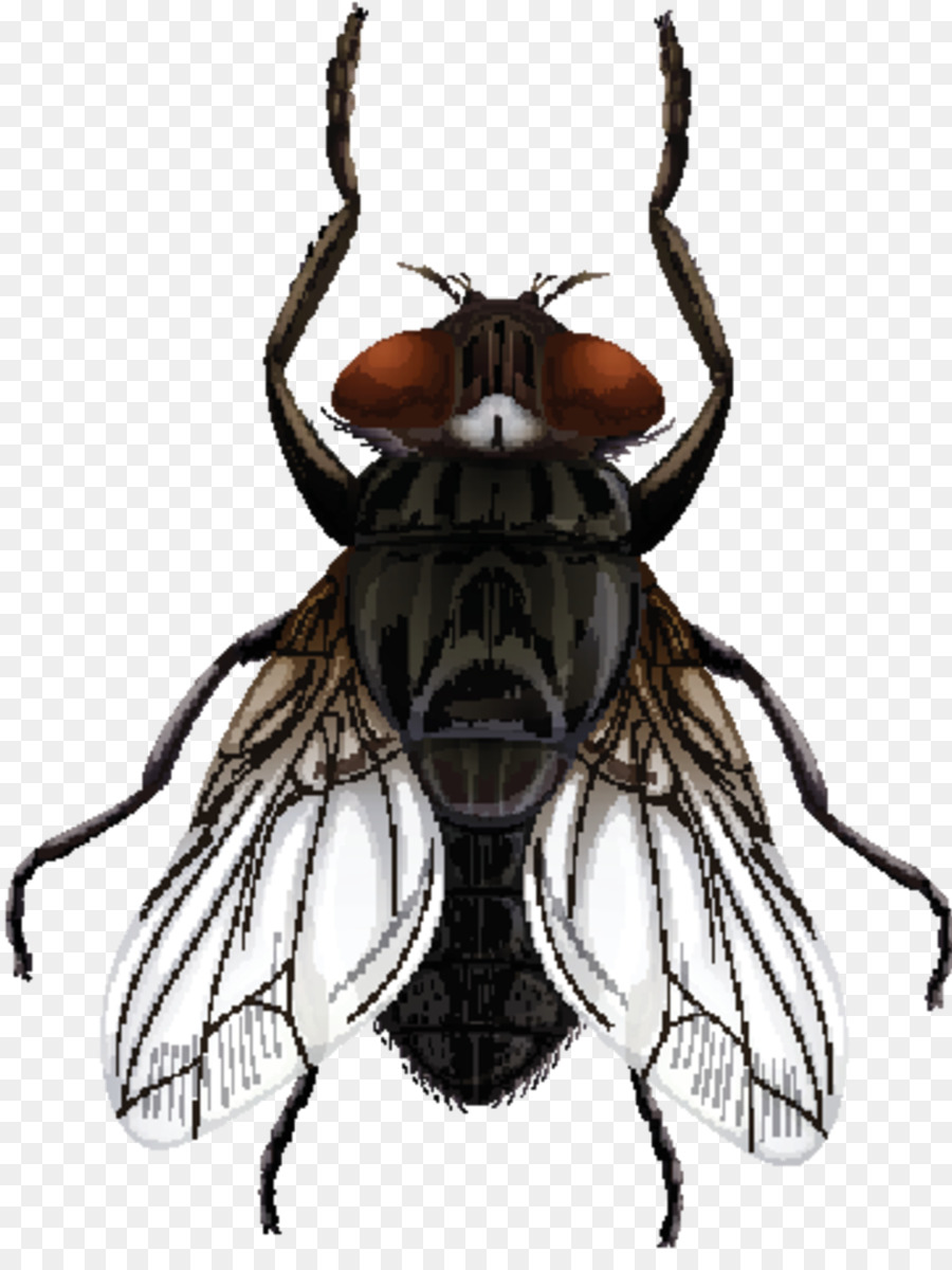 Insecte，Ailes PNG