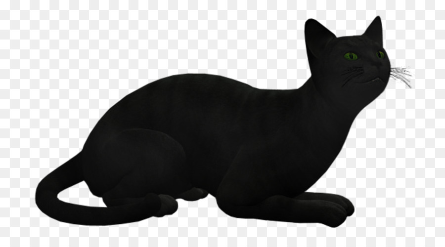 Chat Noir，Félin PNG