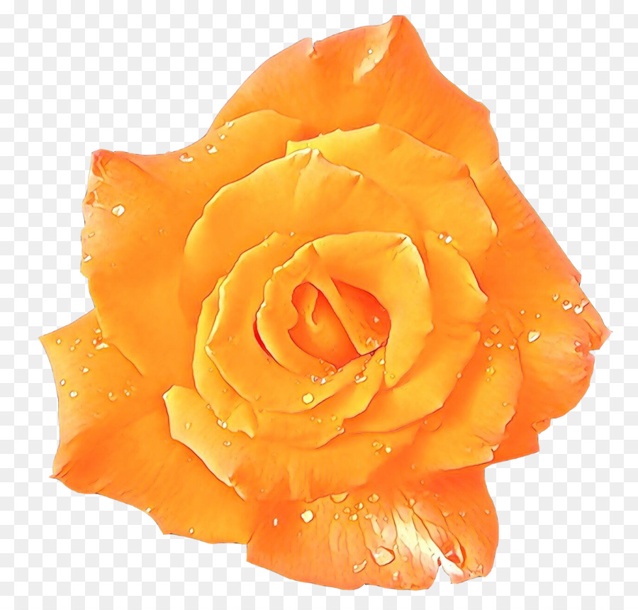 Rose Blanche，Floraison PNG