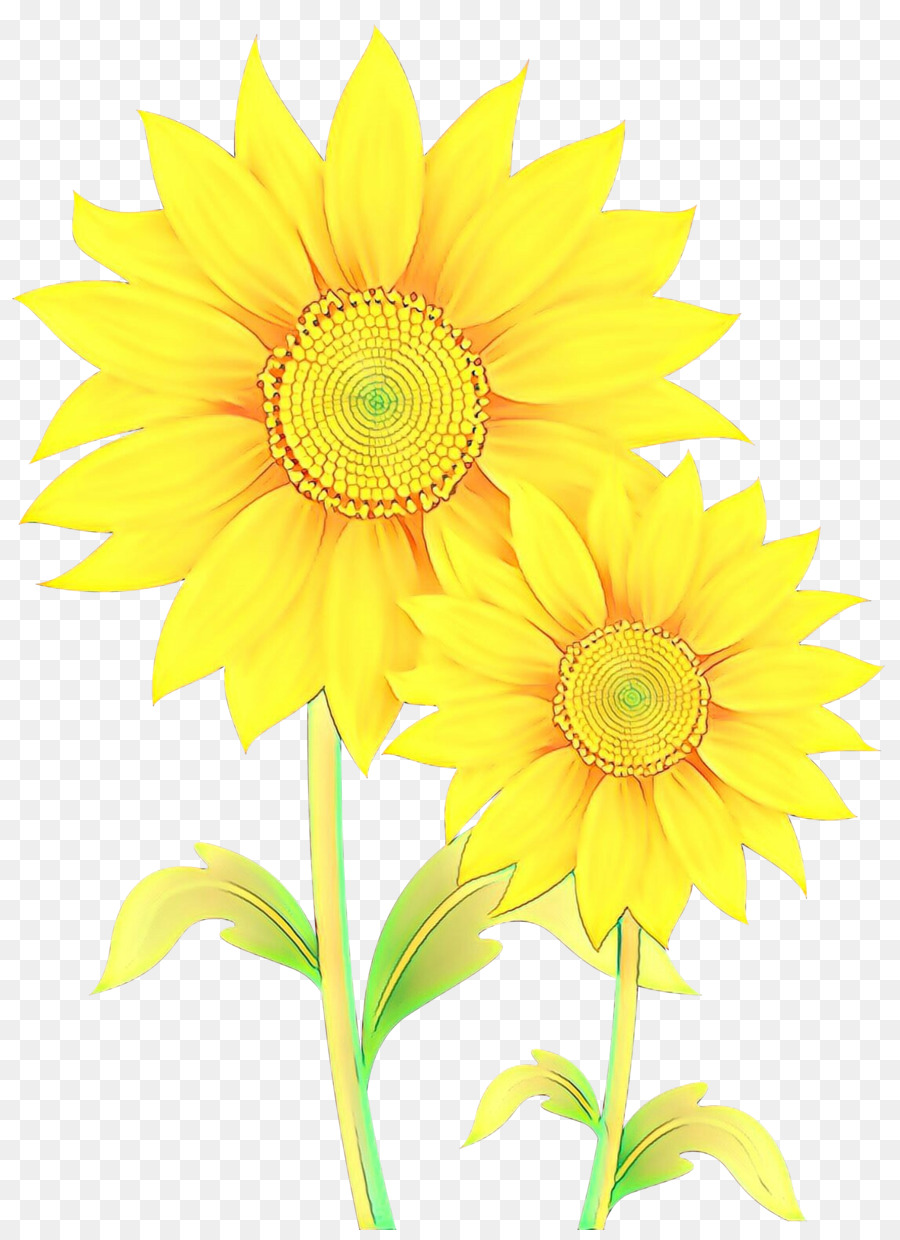 Tournesols，Fleurs PNG