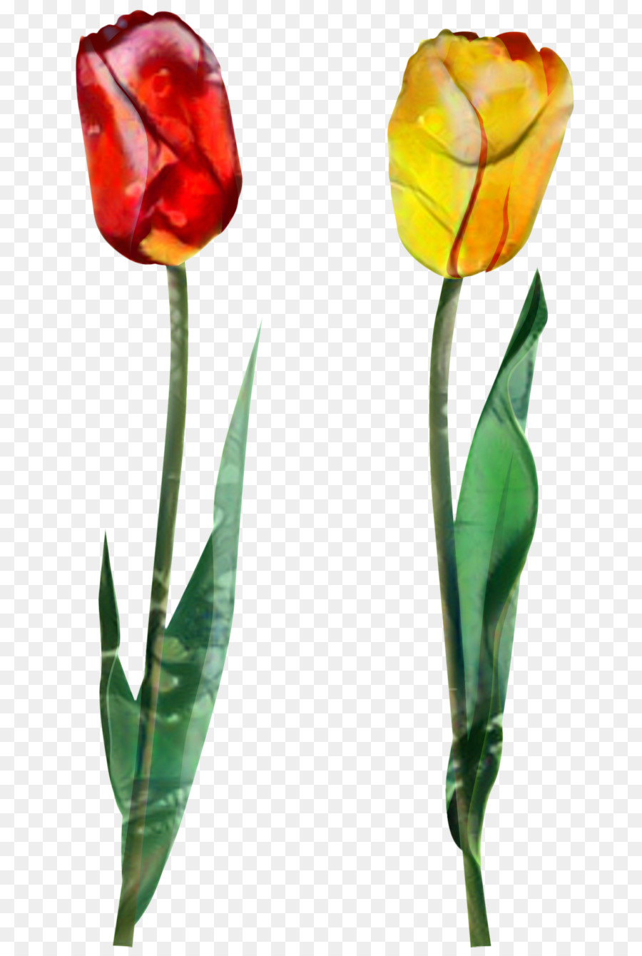 Tulip，Les Fleurs Coupées PNG