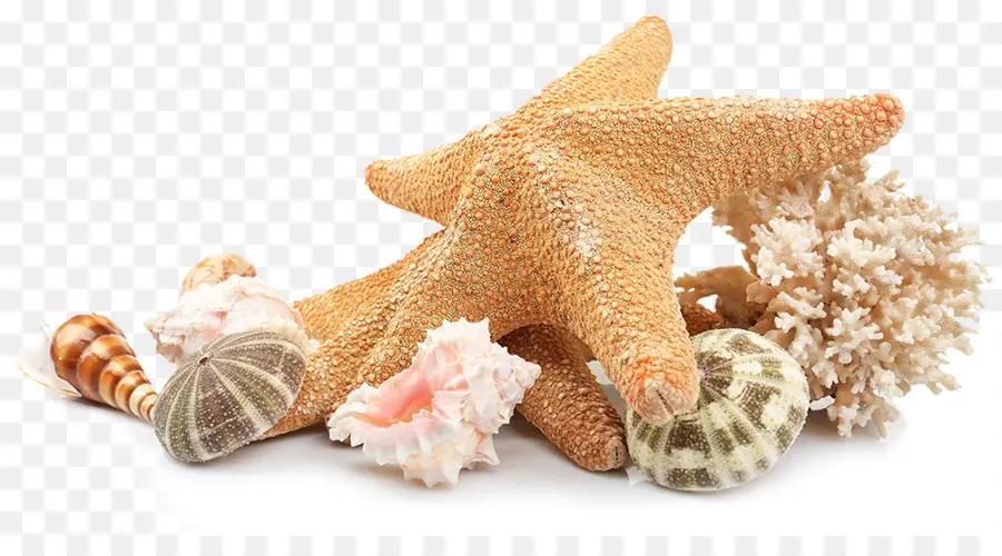 Étoile De Mer，Coquillages PNG