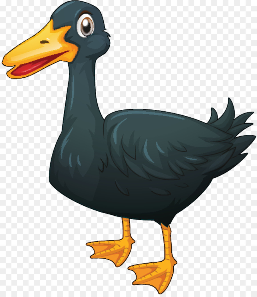 Canard，Royaltyfree PNG