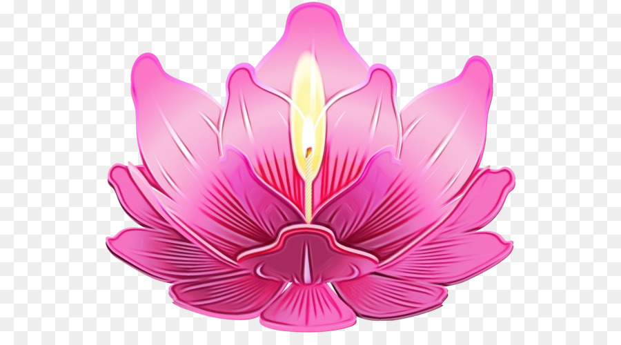 Bougie Lotus Rose，Fleur PNG