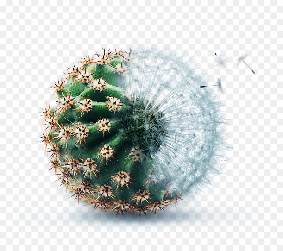 Cactus，Succulent PNG