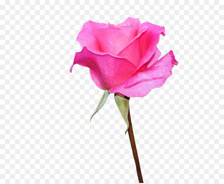 Rose，Or PNG