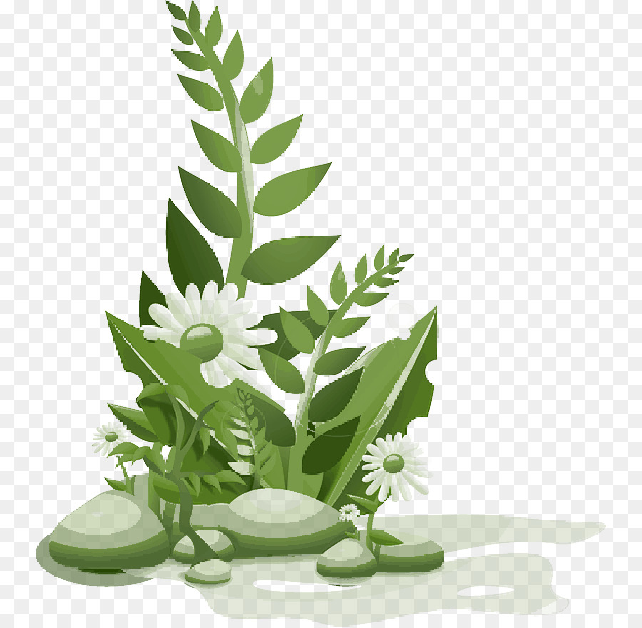 Plantes Vertes，Feuilles PNG