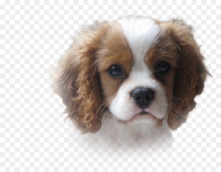 Chiot，Chien PNG