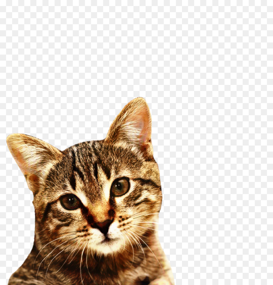 Chat，Animal De Compagnie PNG