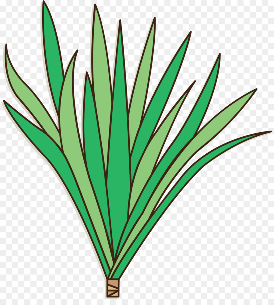 Plante Verte，Feuilles PNG