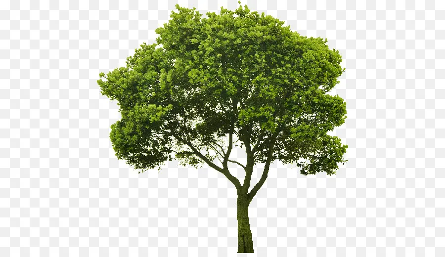 Arbre，Feuille PNG