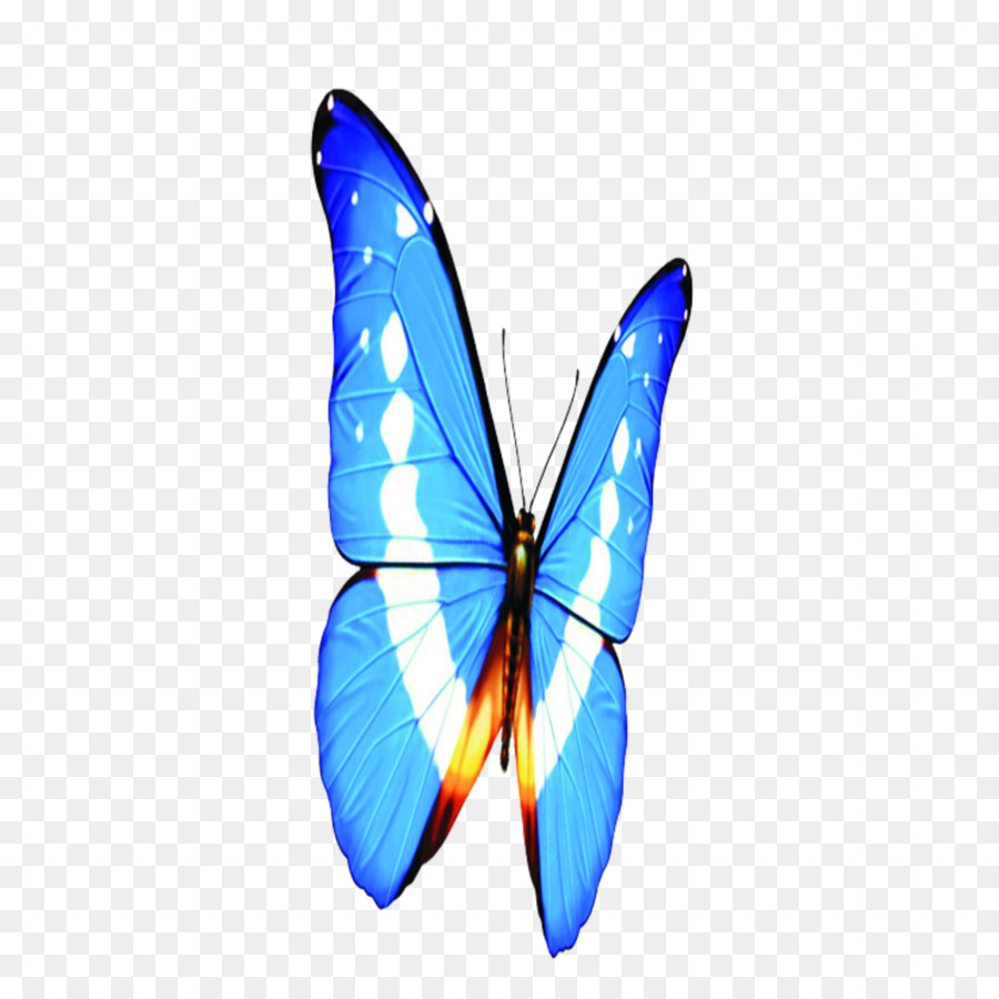 Papillon Bleu，Insecte PNG