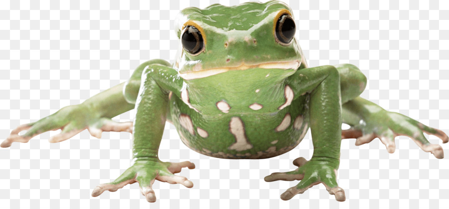 Grenouille Verte Avec Couronne，Grenouille PNG