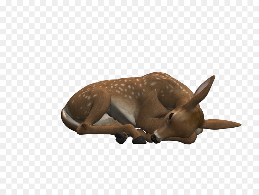 Cerf，Corne PNG