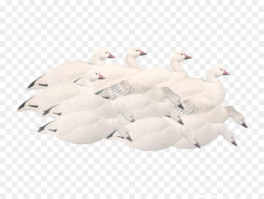 Oie，Mallard PNG