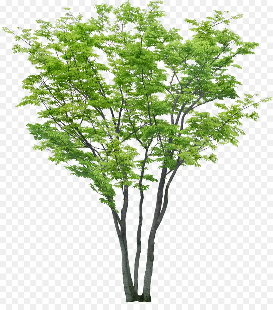 Arbre，Vert PNG