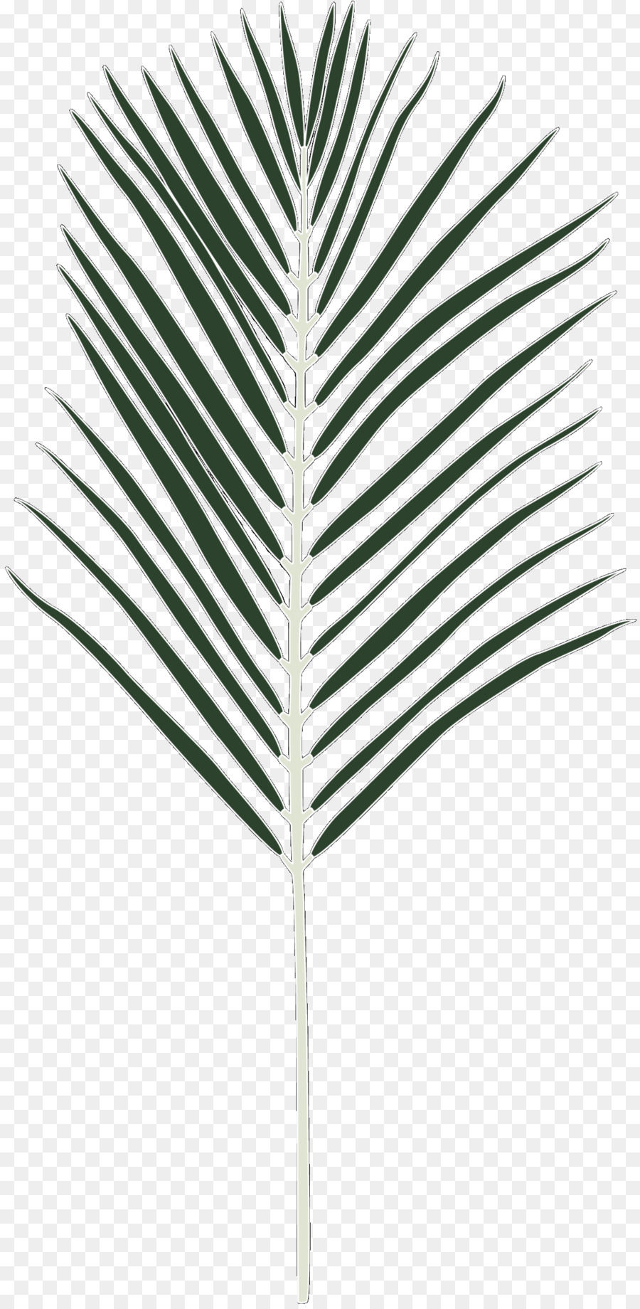 Palme，Tropical PNG