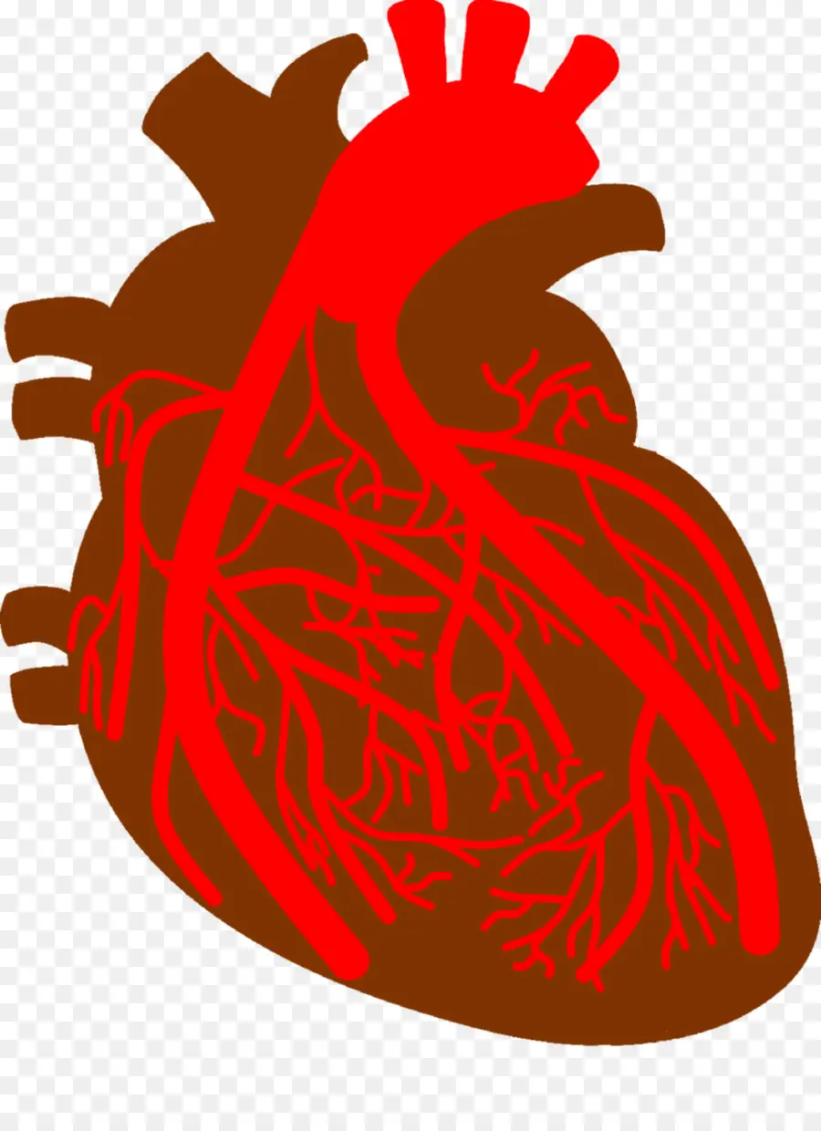 Coeur Humain，Veines PNG