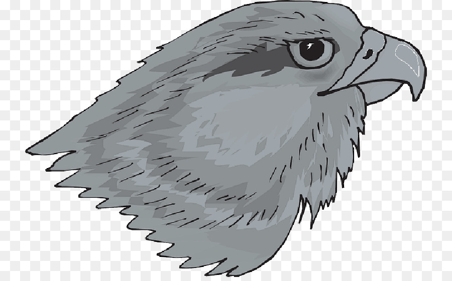 Oiseau，Hawk PNG