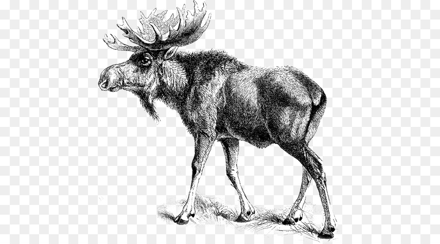 Cerf，Bois PNG