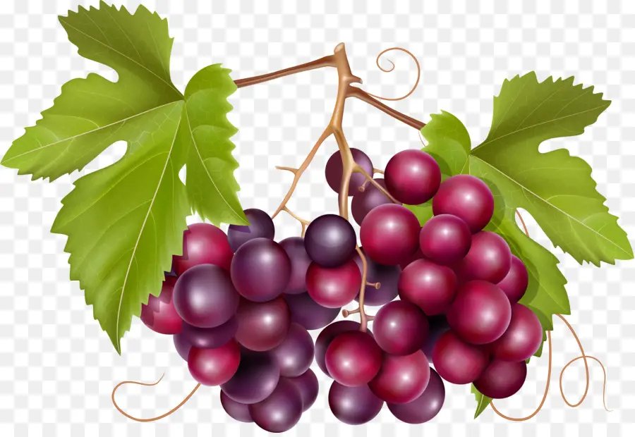 Raisins，Vigne PNG