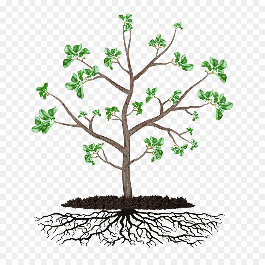 Arbre Flottant，Racines PNG