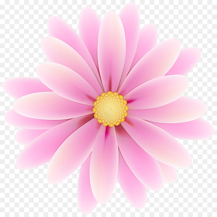 Chrysanthème，Marguerite Marguerite PNG