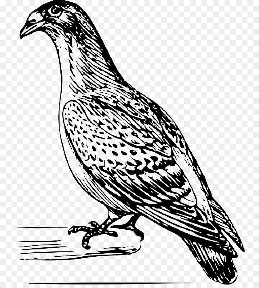 Les Pigeons Et Les Colombes，Pigeon Voyageur PNG