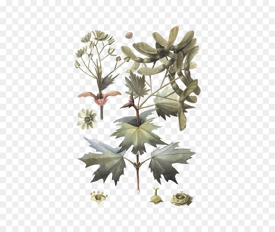 Illustration Botanique，Feuilles PNG