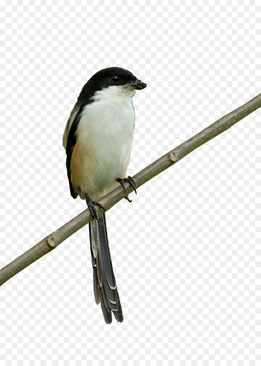Oiseau，Wren PNG