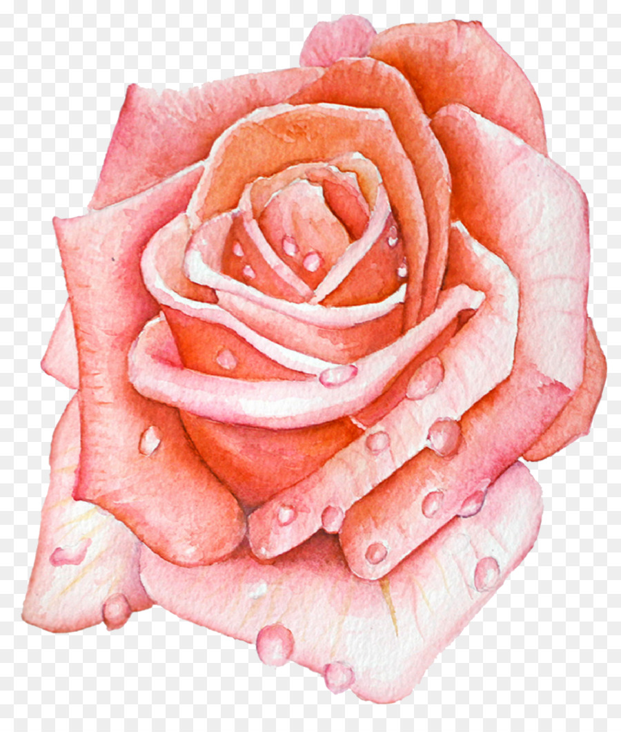 Rose Rose，Feuilles Vertes PNG